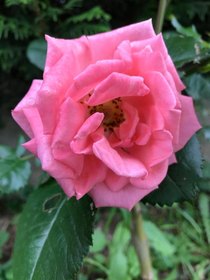 Gite De L'Homme Blanc Soizy-aux-Bois Dış mekan fotoğraf